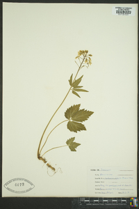 Cardamine diphylla image