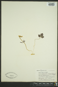 Cardamine diphylla image