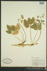 Cardamine diphylla image