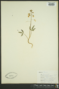 Cardamine diphylla image