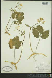 Cardamine diphylla image