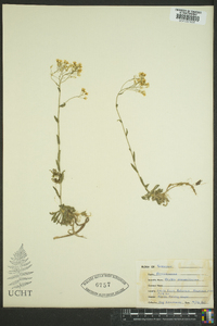 Draba ramosissima image