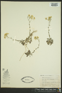 Draba ramosissima image