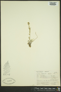 Smelowskia calycina image