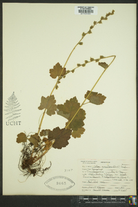 Tellima grandiflora image