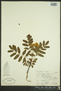 Sorbus occidentalis image