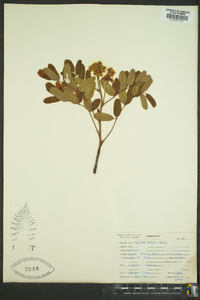 Sorbus occidentalis image