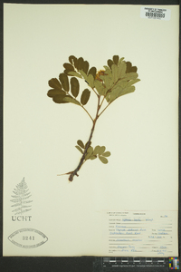 Sorbus occidentalis image