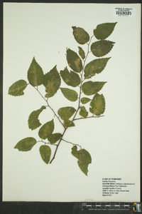 Crataegus calpodendron image