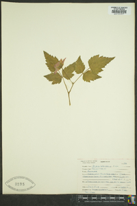 Rubus spectabilis image