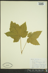 Rubus parviflorus image