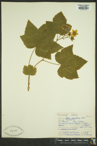 Rubus parviflorus image