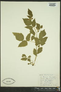 Rubus occidentalis image