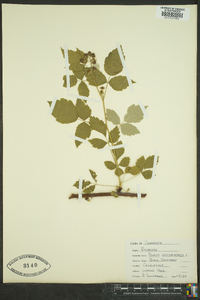 Rubus occidentalis image