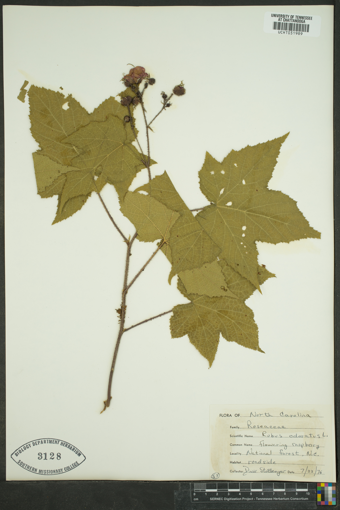 Rubus odoratus image