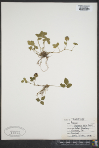 Potentilla indica image