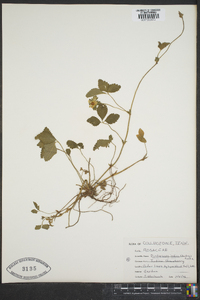 Potentilla indica image