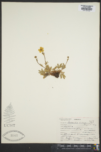 Potentilla villosa image