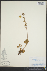 Potentilla flabellifolia image