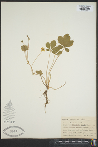 Potentilla erecta image