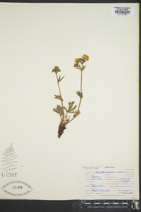 Potentilla diversifolia image