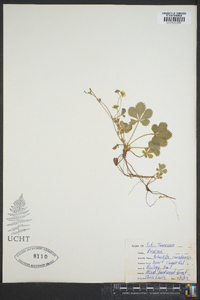 Potentilla canadensis image