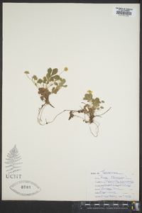 Potentilla canadensis image