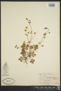 Potentilla canadensis image