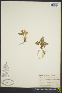 Potentilla canadensis image