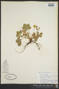 Potentilla canadensis image