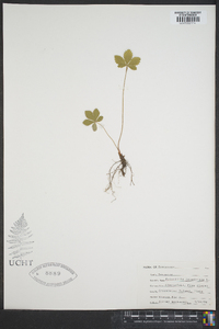 Potentilla canadensis image