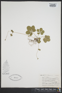 Potentilla canadensis image