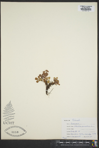 Sibbaldia procumbens image