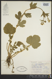 Geum macrophyllum image