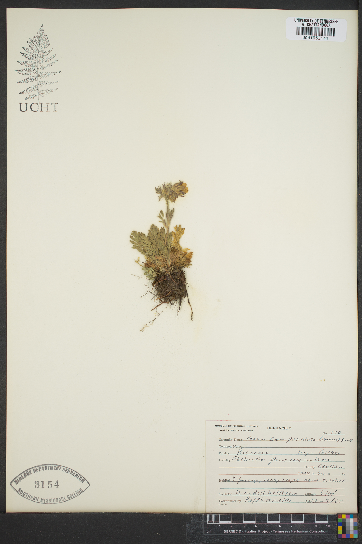 Geum campanulatum image