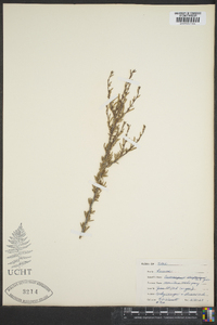 Cercocarpus ledifolius var. intricatus image