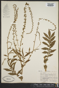 Agrimonia parviflora image