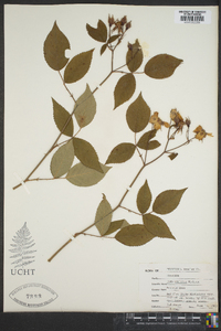 Rosa setigera image