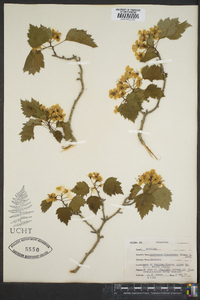 Crataegus flabellata image