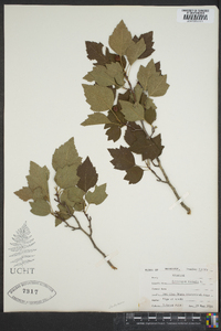 Crataegus viridis image