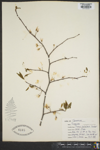 Prunus hortulana image