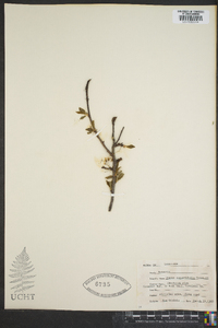 Prunus angustifolia image