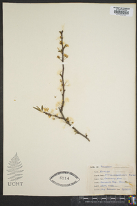 Prunus angustifolia image