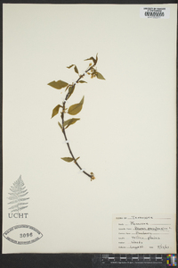 Prunus pensylvanica image