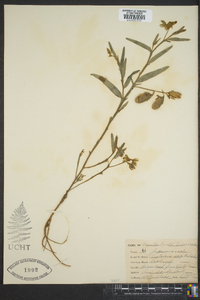 Crotalaria sagittalis image