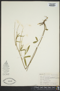Orbexilum pedunculatum var. psoralioides image