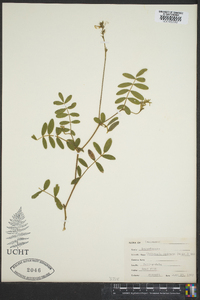 Tephrosia spicata image