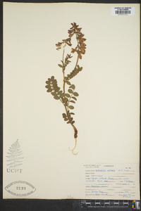 Astragalus cottonii image