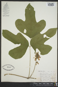 Pueraria montana var. lobata image