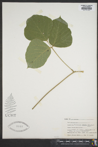 Pueraria montana var. lobata image